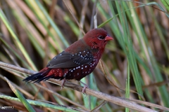 Amandava amandava