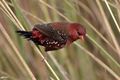 Amandava amandava