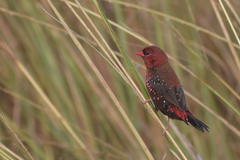 Amandava amandava