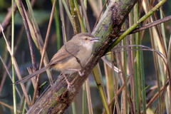Prinia inornata