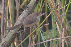 Prinia inornata