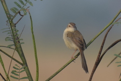 Prinia inornata