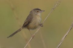 Prinia inornata