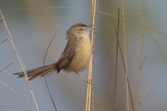 Prinia inornata
