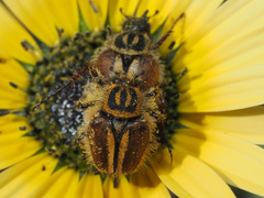 Lepithrix pseudolineata