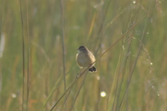 Cisticola juncidis