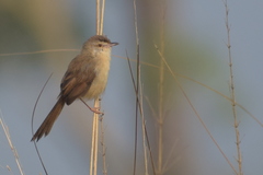 Prinia inornata