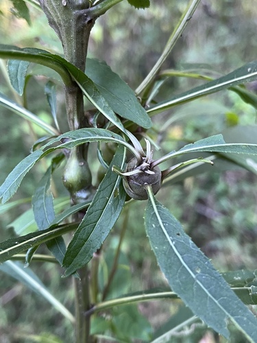 Unknown species found near Cochran Shoals Powers Island-Trail System, Sandy Springs, GA, US