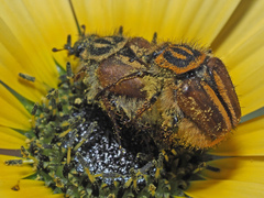 Lepithrix pseudolineata