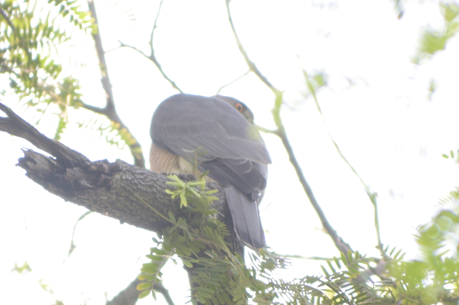 Shikra