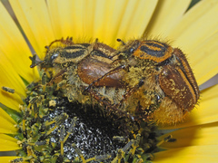 Lepithrix pseudolineata