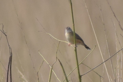 Cisticola juncidis