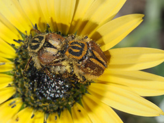 Lepithrix pseudolineata