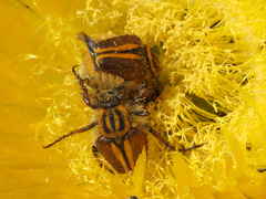 Lepithrix pseudolineata