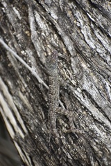 Anolis argenteolus