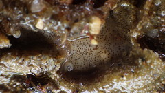 Enchiridium punctatum