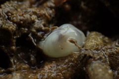 Kellia laperousii