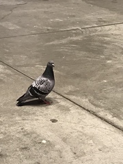 Columba livia domestica