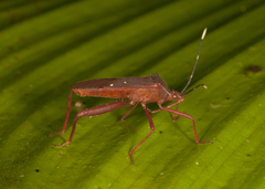 Leptoscelis quadrisignatus