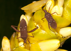 Leptoscelis quadrisignatus