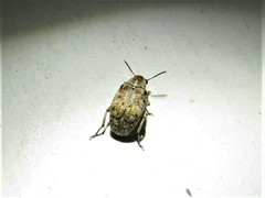 Algarobius bottimeri