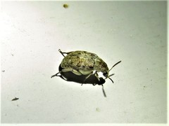 Algarobius bottimeri