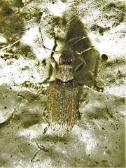 Sitona californius