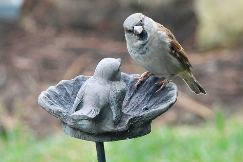 Moineau domestique