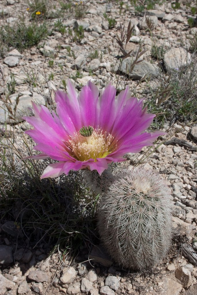 Subspecies Echinocereus dasyacanthus crockettianus  iNaturalist
