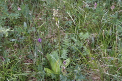 Primula nivalis