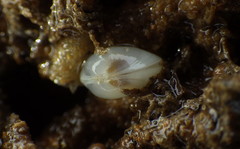 Kellia laperousii
