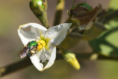 Pseudaugochlora graminea