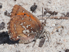 Aloeides thyra thyra