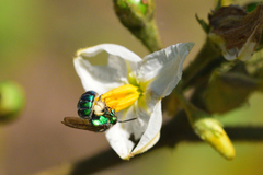 Pseudaugochlora graminea