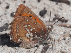 Aloeides thyra thyra