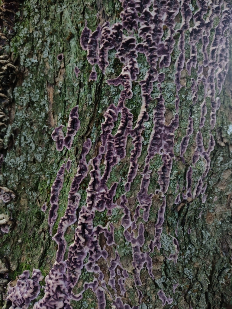 Chondrostereum purpureum · August 2025 · photo: © lechuzoologo (iNaturalist, cc-by)