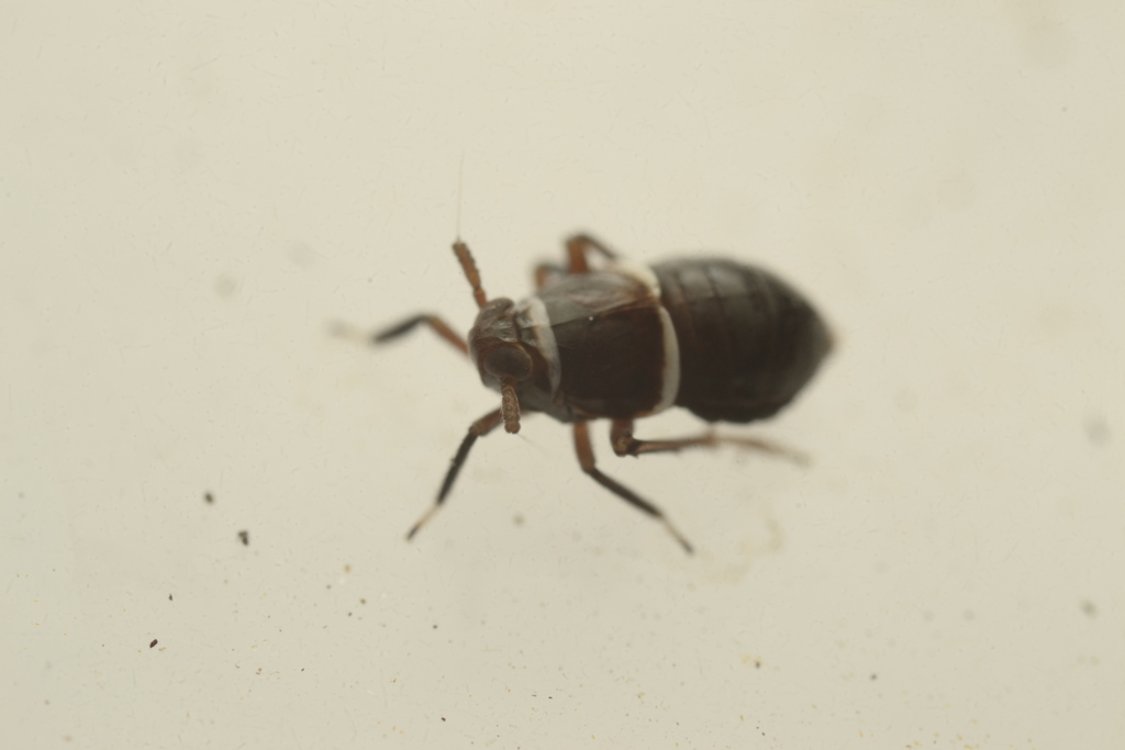 Pissonotus basalis