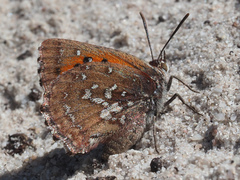 Aloeides thyra thyra