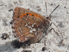 Aloeides thyra thyra