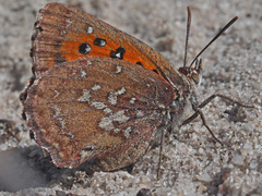 Aloeides thyra thyra