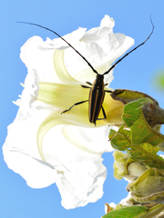 Sphaenothecus trilineatus