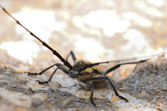 Sphaenothecus trilineatus