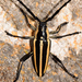 Sphaenothecus trilineatus - Photo (c) Ricardo Arredondo T.,  זכויות יוצרים חלקיות (CC BY-NC), הועלה על ידי Ricardo Arredondo T.