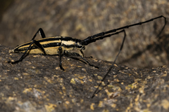 Sphaenothecus trilineatus