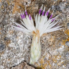 Centaurea horrida