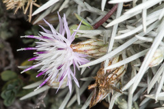Centaurea horrida