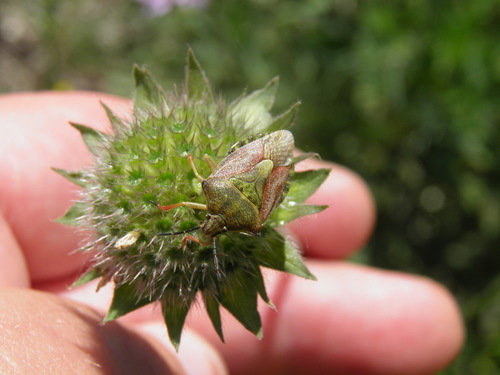 Rausvasparnė skydblakė