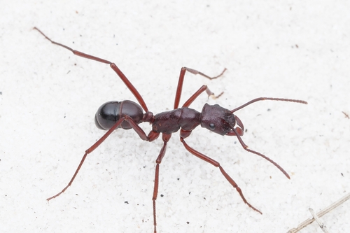 Rhytidoponera cristataRhytidoponera cristata