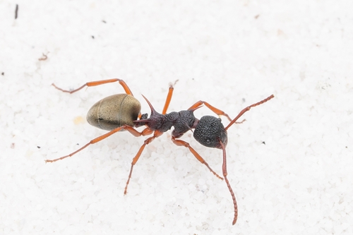 Dolichoderus dentatusDolichoderus dentatus