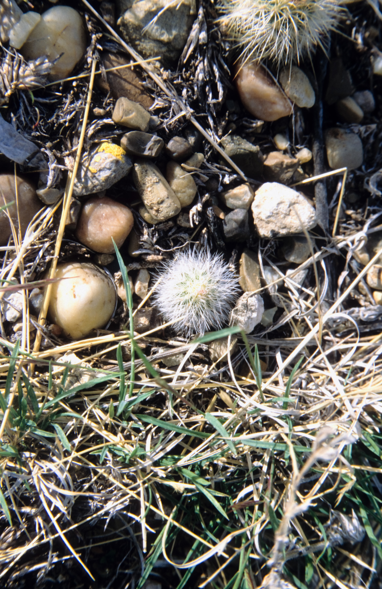 Miller's green pitaya (Echinocereus milleri)  iNaturalist